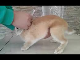ازي تقدر تكتشف حمل الارنبة 12 How You Can Discover Your Rabbit Pregnancy Youtube