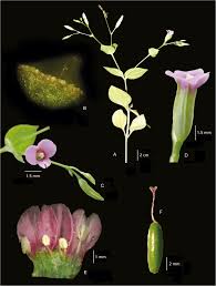 Image result for Canscora diffusa