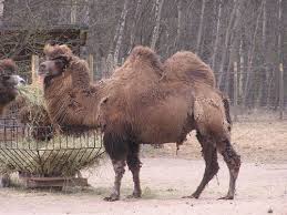 In order for the zoo to exist, mr. Camelus Bactrianus Bactrian Camel In Zoos