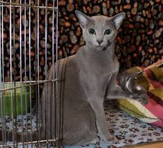Adopt popcorn a bengal, russian blue. Blog Wychwood Russian Blue Cats Exclusively Blending International Lines For Healthy Affectionate And Beautiful Kittens