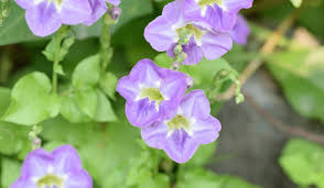 Image result for Asystasia gangetica