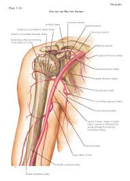 Bodytomy provides a labeled iliac artery diagram to help you understand the anatomy and function of the the ascending aorta performs the function of supplying blood to the head, neck, and the arms. Arm Vascular Anatomy Anatomy Drawing Diagram