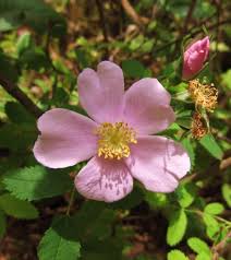 Image result for Eriosema angolense