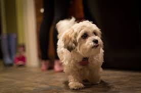 The adorable canine perfectly fits the stuffed animal's frame, and from certain angles it looks like a fuzzy brown bear is waddling towards you. Shichon 101 Everything You Need To Know About This Breed Animalso