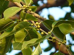 Image result for Ficus virens