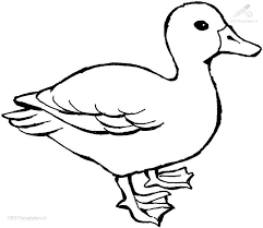 Use this lesson in your classroom, homeschooling curriculum or just as a fun kids activity that you as a parent can do. 1001 Coloringpages Animals Duck Duck Coloring Page
