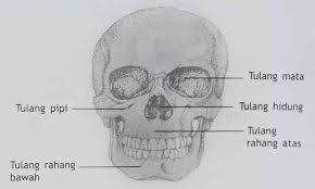 Maybe you would like to learn more about one of these? Sistem Gerak Pada Manusia Sumber Ilmu Online