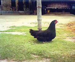 Oleh karena karakternya yang kharismatik, bersemangat dan. Morphological Characterization Of Indigenous Chickens Of Sikkim And West Bengal India Animal Genetic Resources Resources Genetiques Animales Recursos Geneticos Animales Cambridge Core