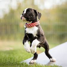 Køb og salg af hunde og hvalpe på dba. Boxerwelpe Aus Schleswig Holstein Boxer Welpe Schone Hunde Hunde Rassen