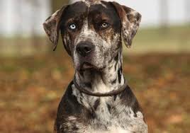 The american leopard hound is an old breed of dog originating from northern america. American Leopard Hound Dog Breed Characteristic Daily And Care Facts