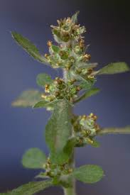 Image result for Gnaphalium purpureum