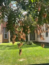 Image result for Hymenocardia ulmoides