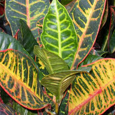 Image result for Codiaeum variegatum
