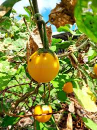 Image result for Solanum campylacanthum 'incanum type'