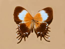 Image result for Daknopholis