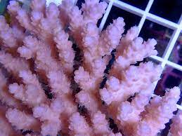 Pin On Coral