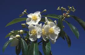 Image result for Hermannia floribunda