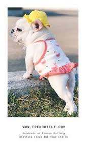 Check out our french bulldog costume selection for the very best in unique or custom, handmade pieces from our pet clothing shops. These French Bulldogs Clothes Are Amazing They Would Definitely Fit Your Frenchies And Save You Hours Of Shoppin French Bulldog Clothes Bulldog Bulldog Puppies