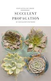 Some people water more often than this. How Often To Water Cacti Guide With Pictures Succulents Network