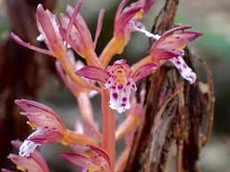 Image result for Brachycorythis lastii