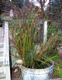 Image result for Juncus exsertus