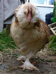 We did not find results for: Salmon Faverolles Bantam