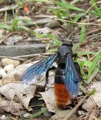 Image result for Tricalysia sp. E