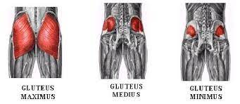 The clamshell exercise can specifically help to strengthen the gluteus medius, which lays on the outer edge of the buttocks and is responsible for stabilizing your pelvis. Clamshells The Best Exercise You Re Probably Doing Wrong Hawkstone Physical Therapy