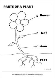 Your genetic makeup determines whether it is blue, green, brown or some other color. Parts Of A Plant Coloring Pages Free Plants Coloring Pages Kidadl