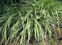 Controlling Monkey Grass How To Manage And Get Rid Of Liriope