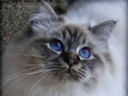 Lilac Point Birman Kittens For Sale Peloux Neville Seal Tabby Point Birman He Is Beautiful Inside And Out Birman Cat Pets Cats Animals