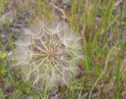 Wild Salsify Wild Flowers Flowers Plants