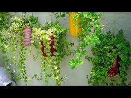 How I Grow Tangled Heart Plant Grow It Beautifully With Me Youtube Plants Zen Garden Design Jasmine Plant