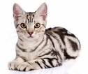 American Shorthair cat for sale price list. Best American ...
