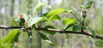 Homeowners often consider pest management the most difficult part of raising fruit. Protecting Apples From Codling Moths Using Bags
