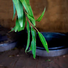 Image result for Eucalyptus citriodora