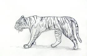 Tiger ausmalbilder zum ausdrucken tiere pinterest und baer. 37 Tiger Zum Zeichnen Besten Bilder Von Ausmalbilder