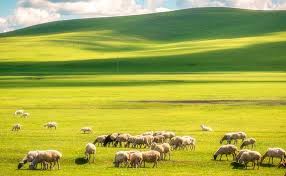 呼伦贝尔莫尔格勒河介绍_呼伦贝尔莫尔格勒河门票_开放时间_电话一览_本地屋