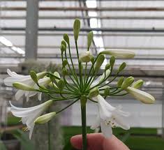 Image result for Agapanthus praecox