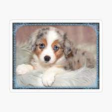 Maybe you would like to learn more about one of these? Blue Merle Australian Shepherd Welpe Leinwanddruck Von Pam069 Redbubble