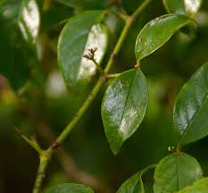 Image result for Cassinopsis ilicifolia