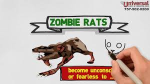 Universal pest & termite offers free termite inspection to determine the needs of your home such as termite damage and termite treatment. Termite Videos Pest Control Videos Bed Bug Videos Ant Videos