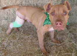 They divide the immunizations into 4 shots and charge a visit charge & the. Veterinary Care City Of Okc