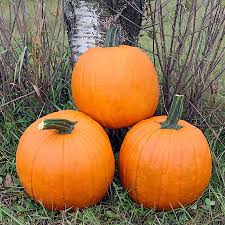 Image result for Lipocarpha rehmannii