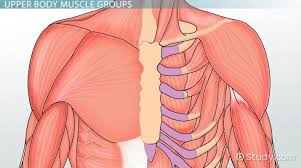 Intro to the human body. Major Muscle Groups Of The Human Body Video Lesson Transcript Study Com