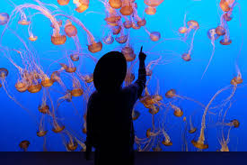 See the latest updates from monterey bay. Tips For Visiting Monterey Bay Aquarium The Blonde Abroad