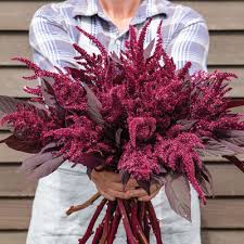 Image result for Amaranthus