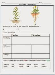 Types Of Roots Plants Worksheets Parts Of A Plant Function Of Roots