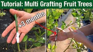 When humans began to domesticate certain crops, beginning with annuals like grains and most. Tutorial Multi Grafting Fruit Trees Youtube