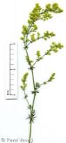 Image result for Galium verum